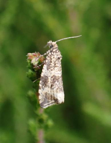 Réf. 288 806 : Celypha lacunana